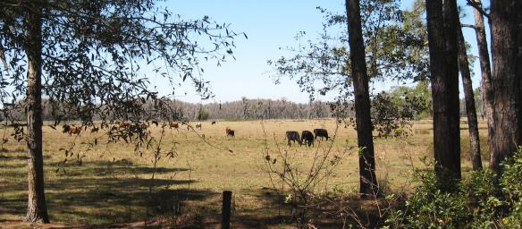 cattle-field1
