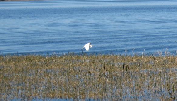 egret-inflight