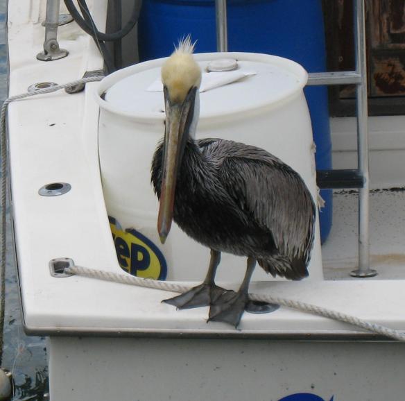 pelican6