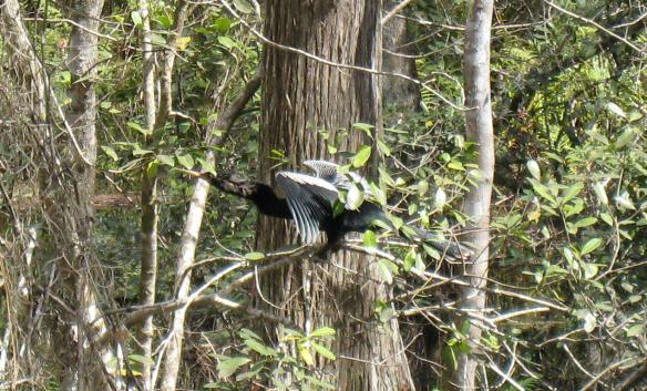 anhinga