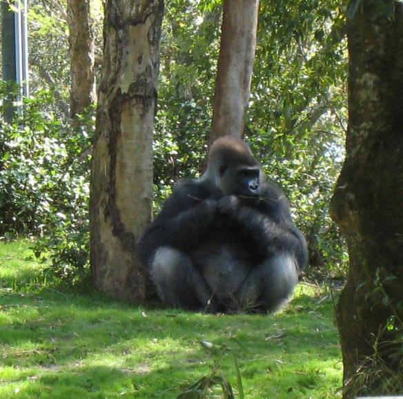 gorilla