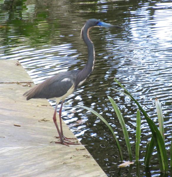 heron