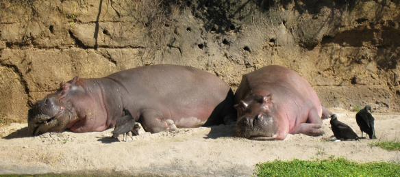 hippos