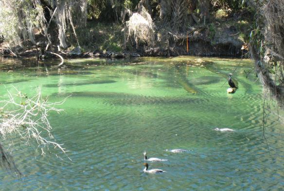 manatees-and-cormorants