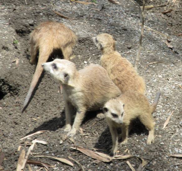 merkats