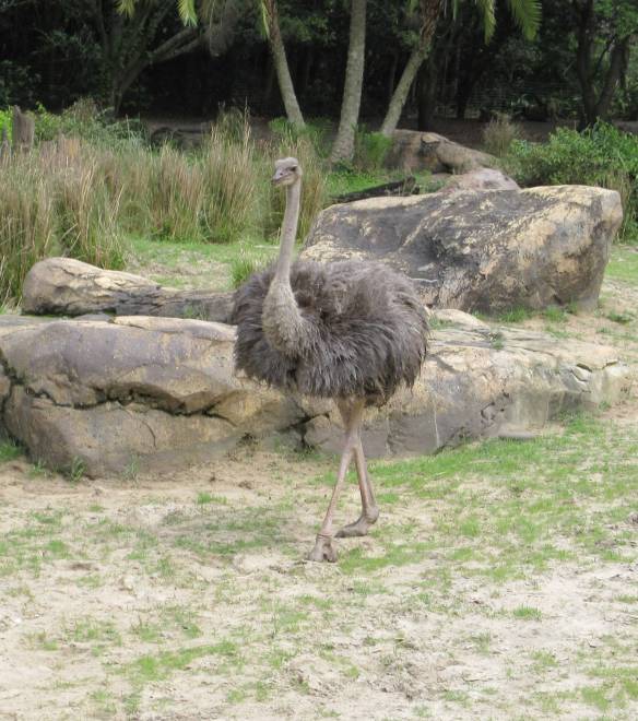 ostrich