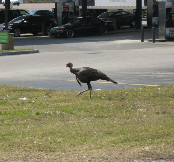 turkey2