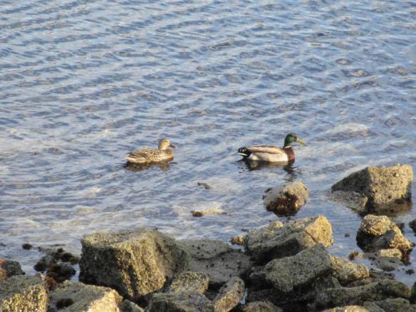mallards