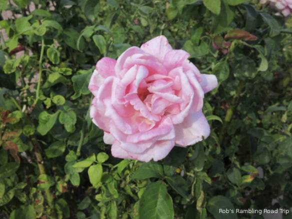 r3t2017-11-02_19-121