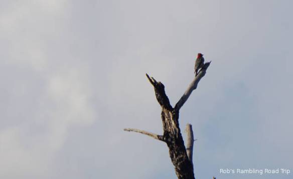 r3t2018-04-01_22-065