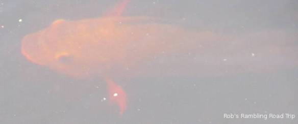 r3t2018-04-03_21-333