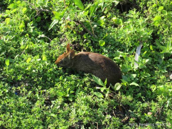 r3t2018-04-03_21-334