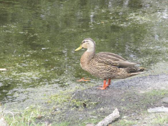 r3t2018-04-07_23-056