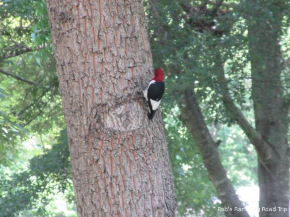 r3t2018-06-13_19-281