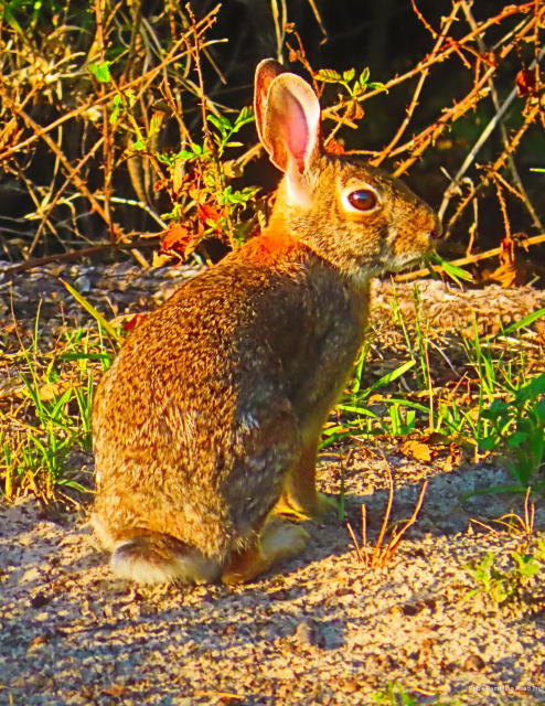 Adapting to the Heat | Rob's Rambling Road Trip